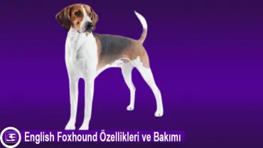 English Foxhound (İngiliz Tilki Tazısı)