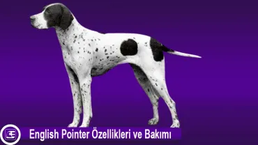 English Pointer