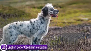 English Setter
