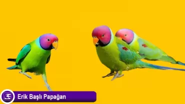 Erik Başlı Papağan
