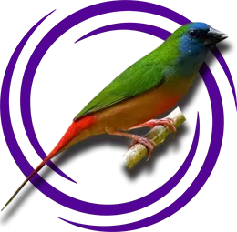 Papağan Finch (Parrotfinch)