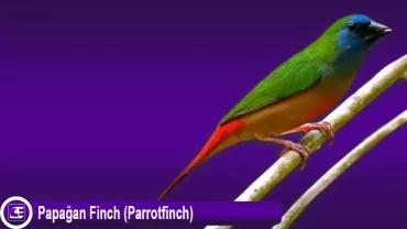 Papağan Finch (Parrotfinch)
