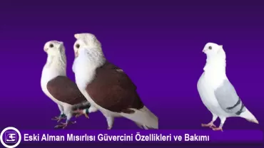 Eski Alman Mısırlısı