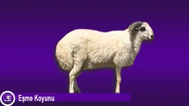 Eşme Koyunu