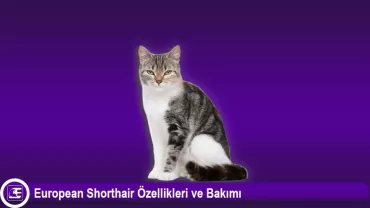 European Shorthair