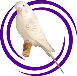 Fallow Muhabbet Kuşu