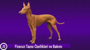 Firavun Tazısı (Pharaoh Hound)