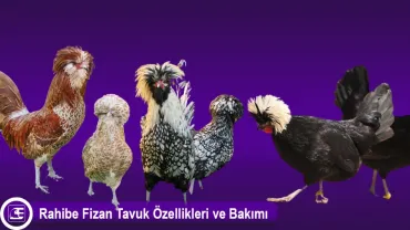 Fizan Tavuğu