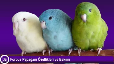 Forpus Papağanı (Forpus coelestis)
