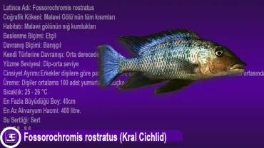 Fossorochromis rostratus (Kral Cichlid)