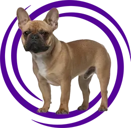 Fransız Bulldog