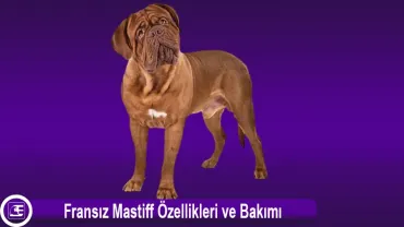 Fransız Mastiff (Dogue de Bordeaux)