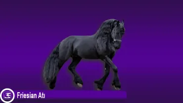 Friesian Atı