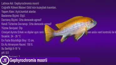 Gephyrochromis moorii