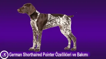 Alman Puanteri (German Shorthaired Pointer)