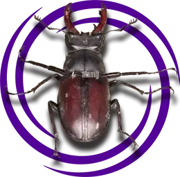 Geyik Böceği (Lucanidae)