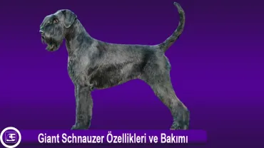 Giant Schnauzer