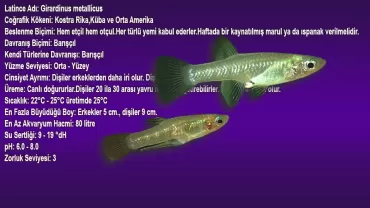 Girardinus metallicus