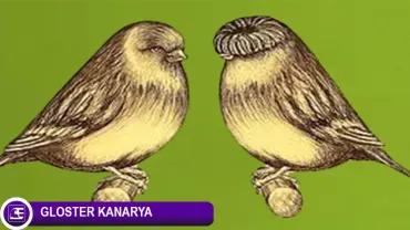 Gloster Kanarya