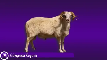 Gökçeada Koyunu