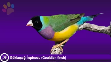 Golden Finch