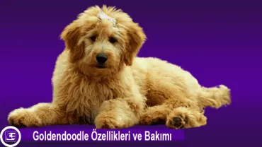 Goldendoodle (Groodle)