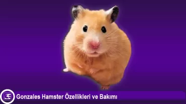 Gonzales Hamster