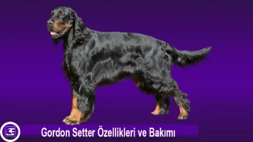 Gordon Setter
