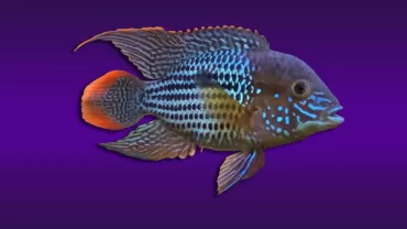 Green Terror Chiclet (Andinoacara rivulatus)