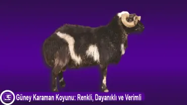 Güney Karaman Koyunu