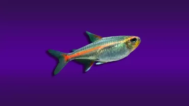 Hemigrammus erythrozonus (Günışığı Tetra)