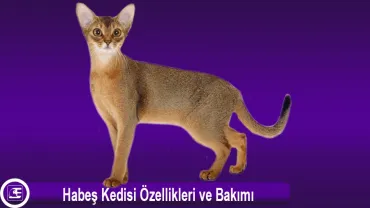 Habeş Kedi Cinsi(Abyssinian)