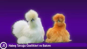 Habeş Tavuğu