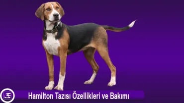 Hamilton Tazısı (Hamiltonstovare)