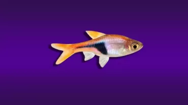 Trigonostigma heteromorpha (Harlequin Rasbora)