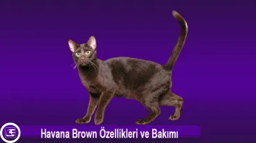 Havana Brown