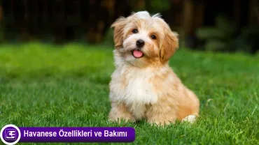 Havanese