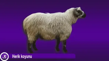 Herik Koyunu