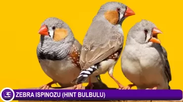 Hint Bülbülü