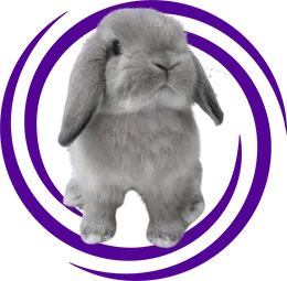 Hollanda Lop Tavşanı