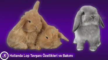 Hollanda Lop Tavşanı
