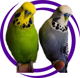 Hollanda Muhabbet Kuşu