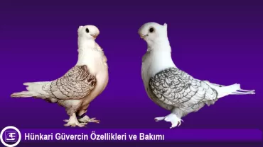 Hünkari Güvercin