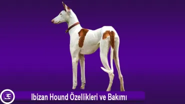 Ibizan Hound (İbiza Tazısı)