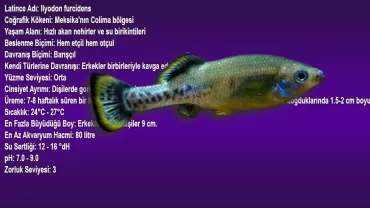 Ilyodon Furcidens