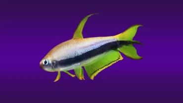 İmparator Tetra (Nematobrycon palmeri)