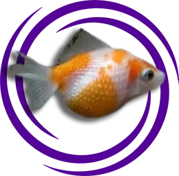 İnce Pullu Japon Balığı