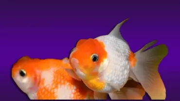 İnce Pullu Japon Balığı