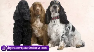 English Cocker Spaniel