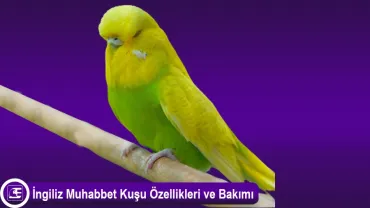 İngiliz Muhabbet Kuşu